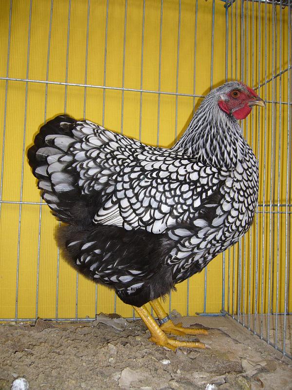 Hannover 2008 272.jpg - Wyandotten silber-schwarzgesäumt von Matthias Vohburger Preis sg 95 SE